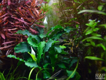 Preview: Bucephalandra Wavy Green im Topf von Tropica